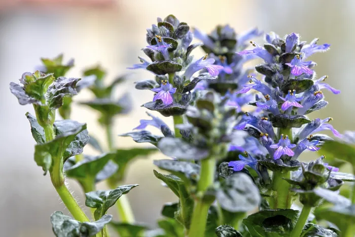 Gerahmter Druck : Blühende pyramidenförmige Glockenblume (Ajuga Pyramidalis) Gerahmter Druck : Blühende pyramidenförmige Glockenblume (Ajuga Pyramidalis)