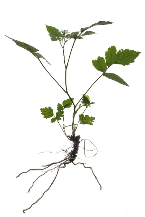 Gerahmter Druck : Blüten (Rubus caesius) auf weißem Hintergrund. Gerahmter Druck : Blüten (Rubus caesius) auf weißem Hintergrund.