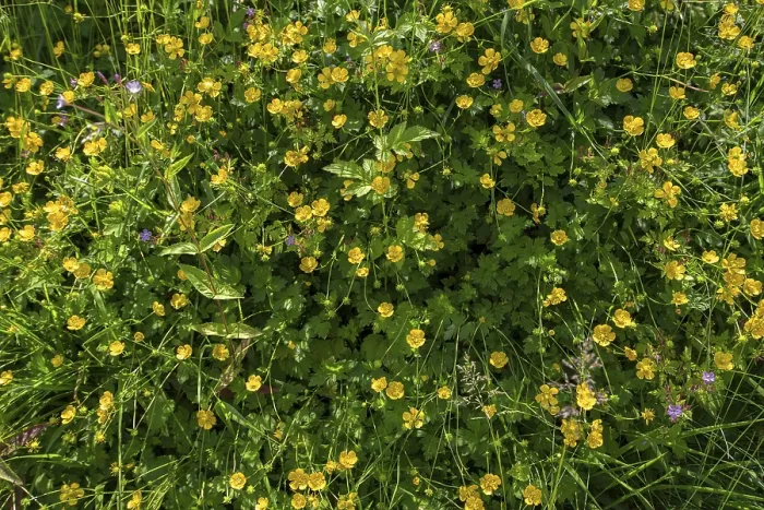 Gerahmter Druck : Blühender Sitfast (Ranunculus repens) Gerahmter Druck : Blühender Sitfast (Ranunculus repens)