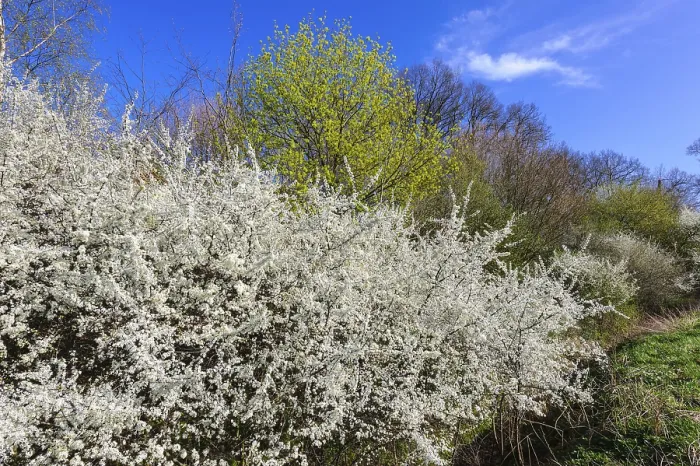 Gerahmter Druck : Blühender Schlehezaun im Frühling.