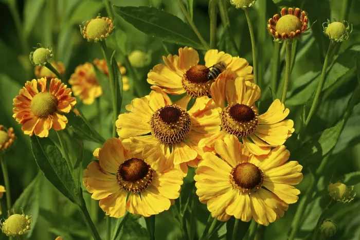 Gerahmter Druck : Blühender Schnupftabak (Helenium Hybride) Gerahmter Druck : Blühender Schnupftabak (Helenium Hybride)