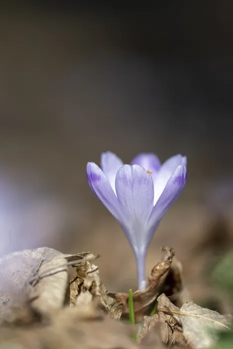 Gerahmter Druck : Krokus (Crocus vernus) Gerahmter Druck : Krokus (Crocus vernus)