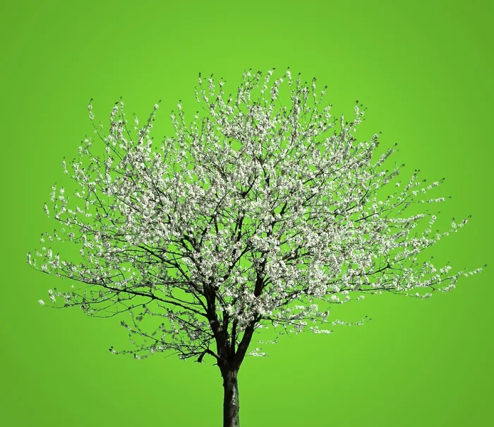 Gerahmter Druck : Blühender Baum Gerahmter Druck : Blühender Baum