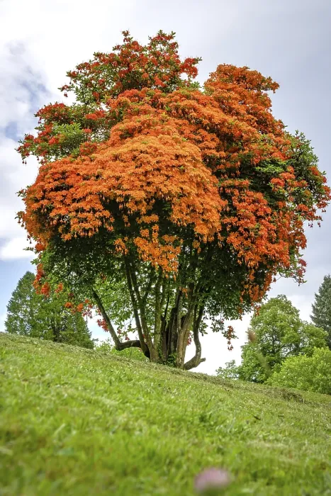Gerahmter Druck : Blühender Baum im Spaßengarten. Gerahmter Druck : Blühender Baum im Spaßengarten.