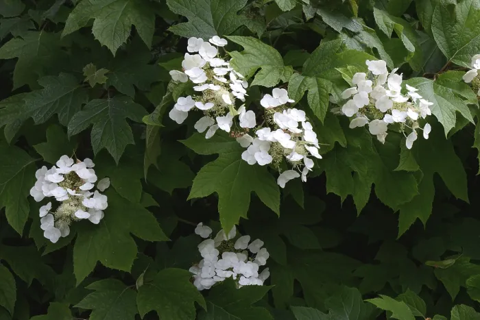 Gerahmter Druck : Blühende weiße Hydrangea, Deutschland. Gerahmter Druck : Blühende weiße Hydrangea, Deutschland.