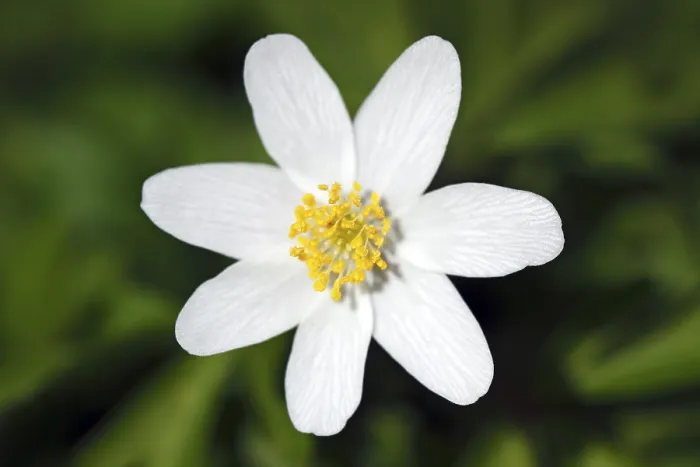 Gerahmter Druck : Blühende Windanemone im Frühling. Gerahmter Druck : Blühende Windanemone im Frühling.
