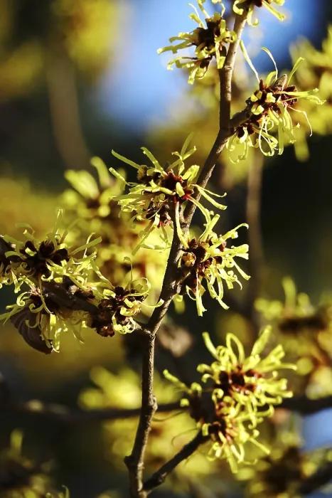Gerahmter Druck : Blühende Weihrauchheide (Hamamelis intermedia) Gerahmter Druck : Blühende Weihrauchheide (Hamamelis intermedia)