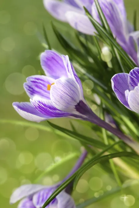 Gerahmter Druck : Blumen 1014 Gerahmter Druck : Blumen 1014
