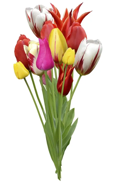 Gerahmter Druck : Blumen 1019 Gerahmter Druck : Blumen 1019