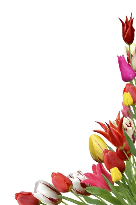 Gerahmter Druck : Blumen 1040 Gerahmter Druck : Blumen 1040