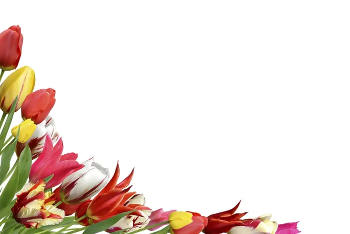 Gerahmter Druck : Blumen 1041 Gerahmter Druck : Blumen 1041