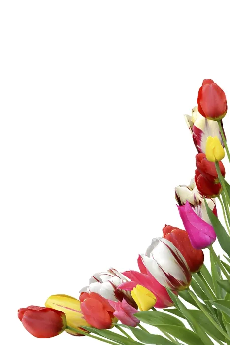 Gerahmter Druck : Blumen 1042 Gerahmter Druck : Blumen 1042
