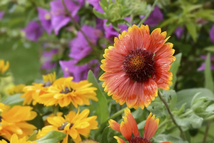 Gerahmter Druck : Blumen 373 Gerahmter Druck : Blumen 373