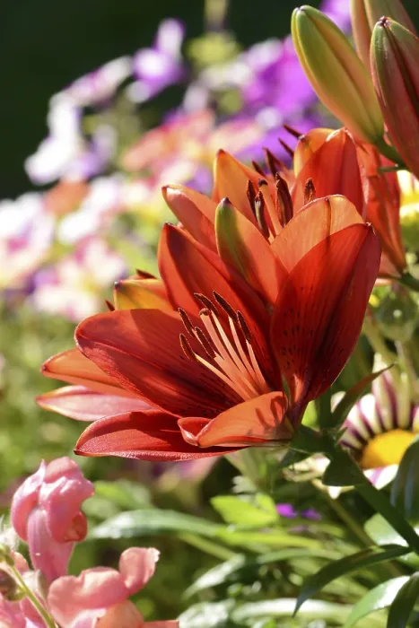 Gerahmter Druck : Blumen 396 Gerahmter Druck : Blumen 396