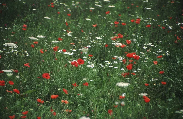 Gerahmter Druck : Flowers Gerahmter Druck : Flowers