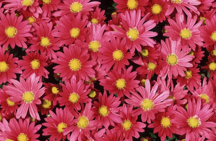Gerahmter Druck : Flowers Gerahmter Druck : Flowers