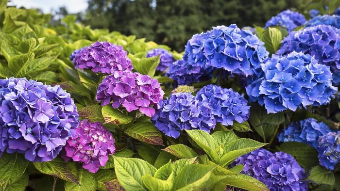 Gerahmter Druck : Blüten eines großen Blättrigen Hydrangeas (Hydrangea macrophylla) Gerahmter Druck : Blüten eines großen Blättrigen Hydrangeas (Hydrangea macrophylla)