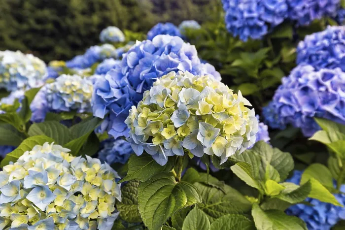 Gerahmter Druck : Blüten eines Großblattrigen Hydrangeas (Hydrangea macrophylla) Gerahmter Druck : Blüten eines Großblattrigen Hydrangeas (Hydrangea macrophylla)