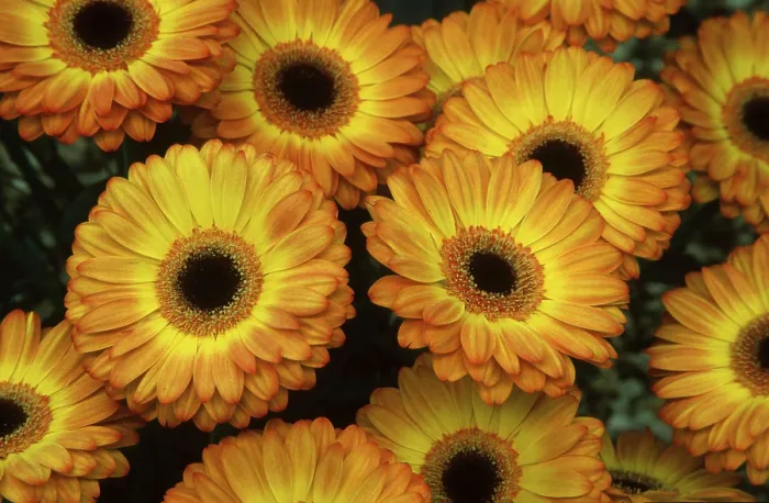 Gerahmter Druck : Blumen Gerbera Gerahmter Druck : Blumen Gerbera