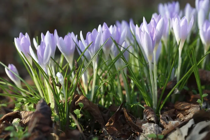 Gerahmter Druck : Blumen des Frühlings-Crocus (Crocus vernus) Gerahmter Druck : Blumen des Frühlings-Crocus (Crocus vernus)