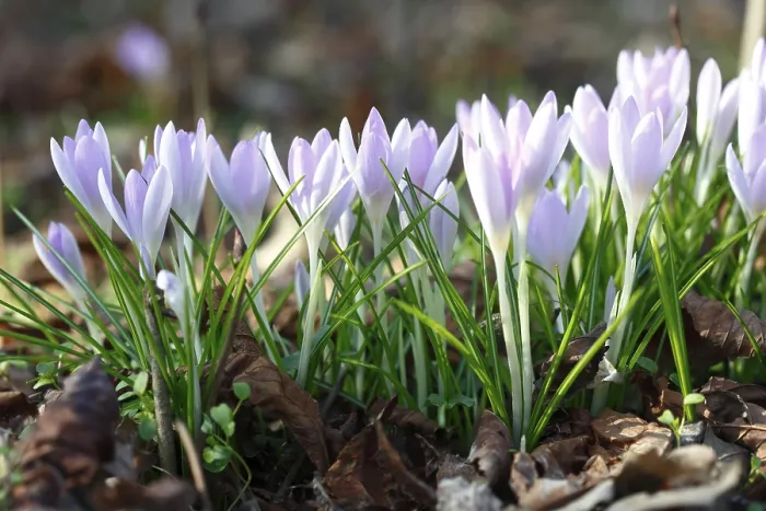 Gerahmter Druck : Blumen des Frühlings-Crocus (Crocus vernus) Gerahmter Druck : Blumen des Frühlings-Crocus (Crocus vernus)