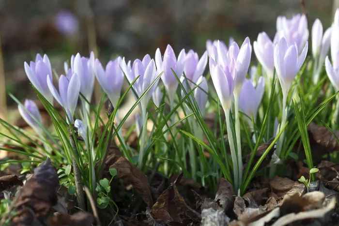 Gerahmter Druck : Blüten des Frühlings-Crocus (Crocus vernus) Gerahmter Druck : Blüten des Frühlings-Crocus (Crocus vernus)