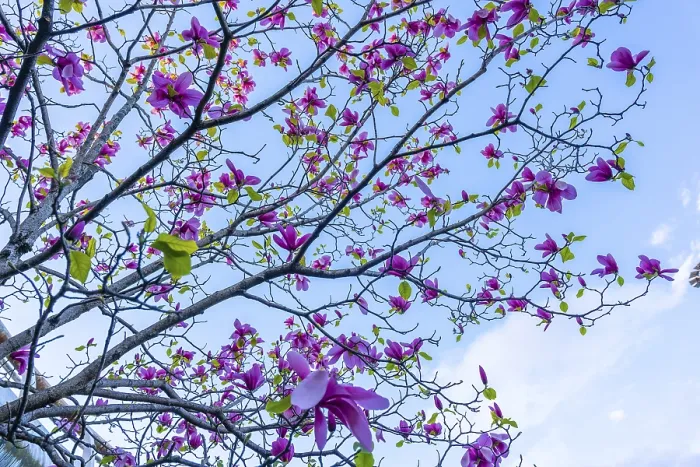 Gerahmter Druck : Die Blumen in den Bäumen beginnen im Frühling. Gerahmter Druck : Die Blumen in den Bäumen beginnen im Frühling.