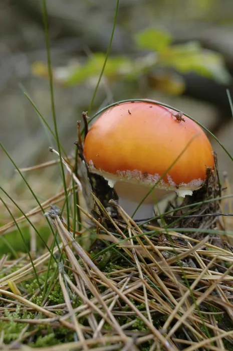 Gerahmter Druck : Fliegenpilz Gerahmter Druck : Fliegenpilz