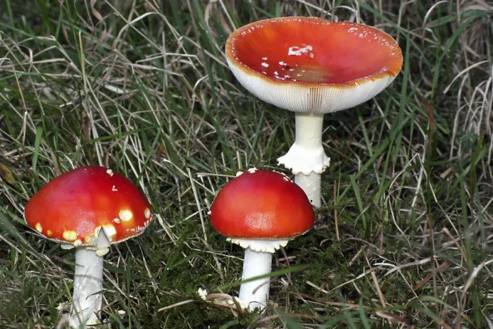Gerahmter Druck : Fliegenpilz Gerahmter Druck : Fliegenpilz