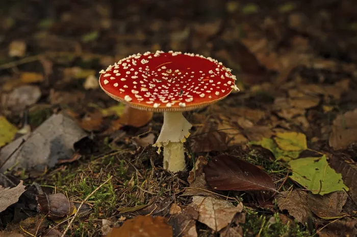 Gerahmter Druck : Fliegenpilz im Thüringer Wald im Herbst. Gerahmter Druck : Fliegenpilz im Thüringer Wald im Herbst.