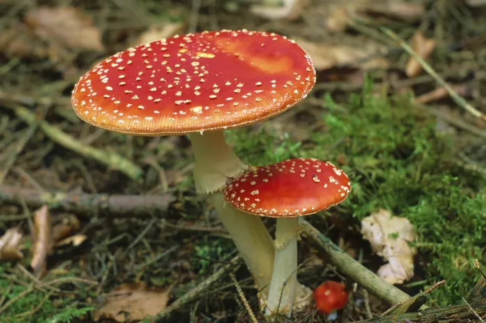 Gerahmter Druck : Fliegenpilze Gerahmter Druck : Fliegenpilze