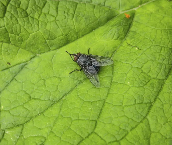 Gerahmter Druck : Ein Fliege auf einer Grasblatt in einem Garten. Gerahmter Druck : Ein Fliege auf einer Grasblatt in einem Garten.