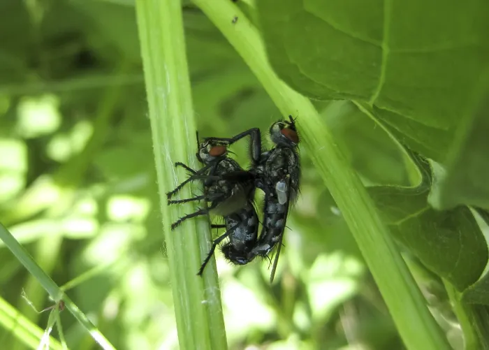 Gerahmter Druck : Fliege auf einer Blatt eines Grases in einem Garten. Gerahmter Druck : Fliege auf einer Blatt eines Grases in einem Garten.