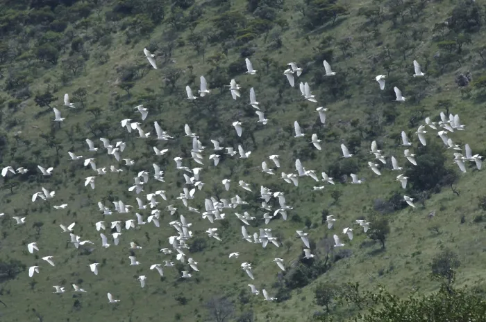 Gerahmter Druck : Fliegende Rinderseeschwalben (Bubulcus ibis)