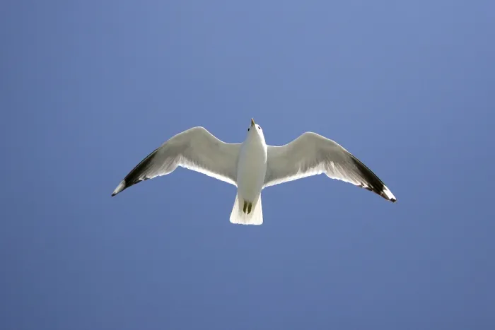 Gerahmter Druck : Fliegende Möwe (Larus canus) Gerahmter Druck : Fliegende Möwe (Larus canus)