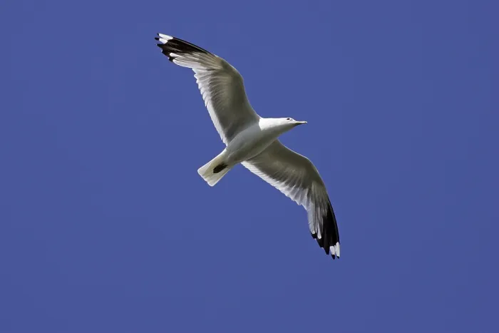 Gerahmter Druck : Flugvogel (Larus canus) Gerahmter Druck : Flugvogel (Larus canus)