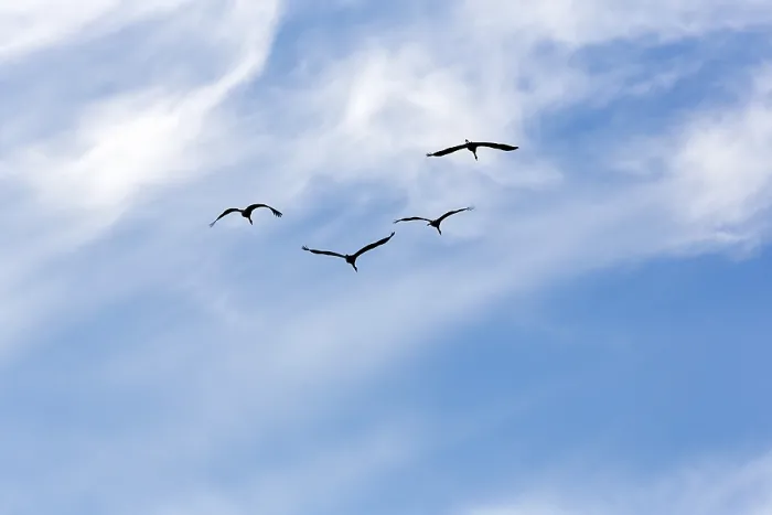 Gerahmter Druck : Vier fliegende graue Kraniche (Grus grus).