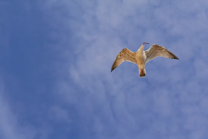 Gerahmter Druck : Fliegende Möwe Gerahmter Druck : Fliegende Möwe