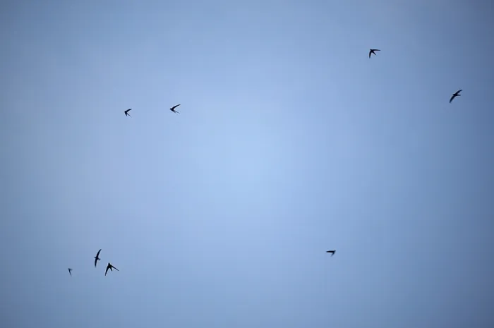 Gerahmter Druck : Fliegen im Himmel. Gerahmter Druck : Fliegen im Himmel.
