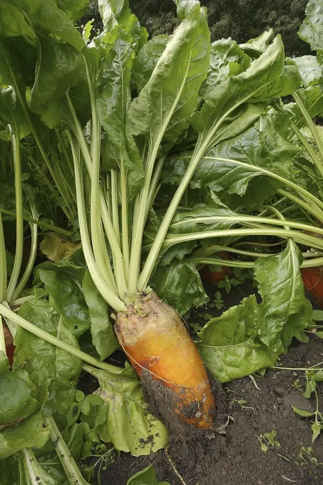 Gerahmter Druck : Futterrübe oder Rote Beete (Beta vulgaris subsp) Gerahmter Druck : Futterrübe oder Rote Beete (Beta vulgaris subsp)