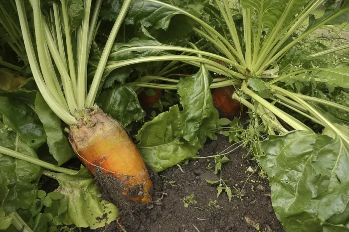 Gerahmter Druck : Futterrübe oder Rote Beete (Beta vulgaris subsp) Gerahmter Druck : Futterrübe oder Rote Beete (Beta vulgaris subsp)