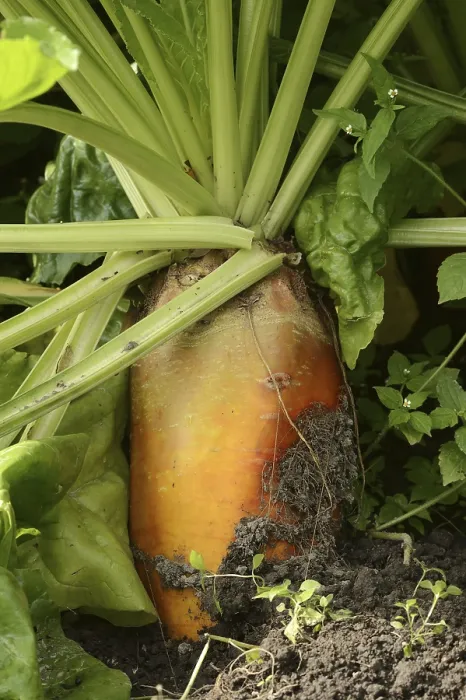 Gerahmter Druck : Futterrübe oder Rote Beete (Beta vulgaris subsp) Gerahmter Druck : Futterrübe oder Rote Beete (Beta vulgaris subsp)