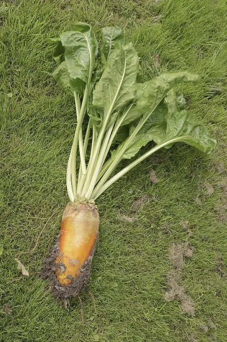 Gerahmter Druck : Futterrübe oder Rote Beete (Beta vulgaris subsp) Gerahmter Druck : Futterrübe oder Rote Beete (Beta vulgaris subsp)