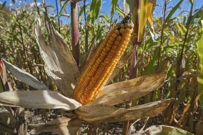 Gerahmter Druck : Maisfutter, gelber Kolben (Zea mays) auch.