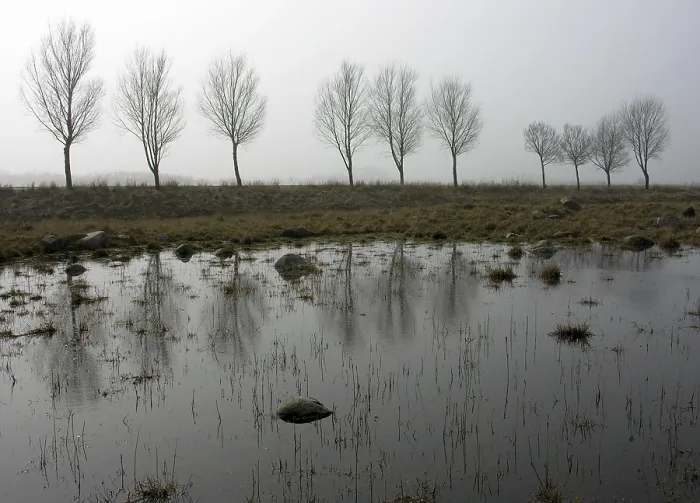 Gerahmter Druck : Im Nebel.. Im Nebel Gerahmter Druck : Im Nebel.. Im Nebel
