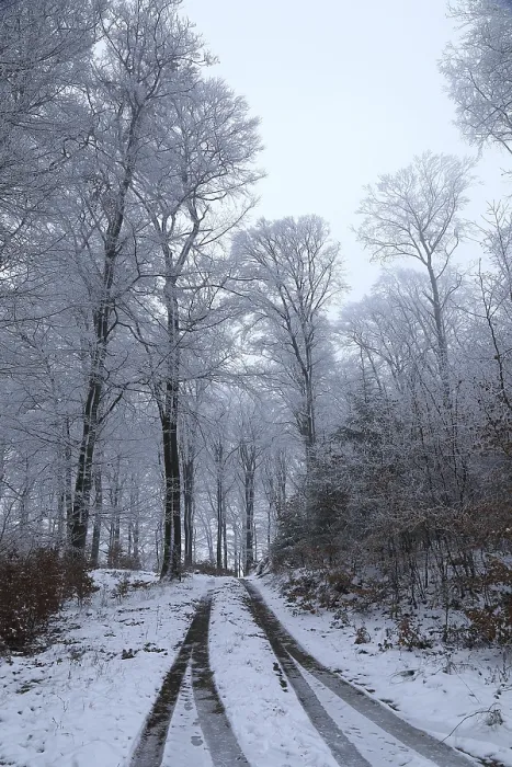 Gerahmter Druck : Durch Nebel im Buchenwald (Fagus sylvatica) Gerahmter Druck : Durch Nebel im Buchenwald (Fagus sylvatica)