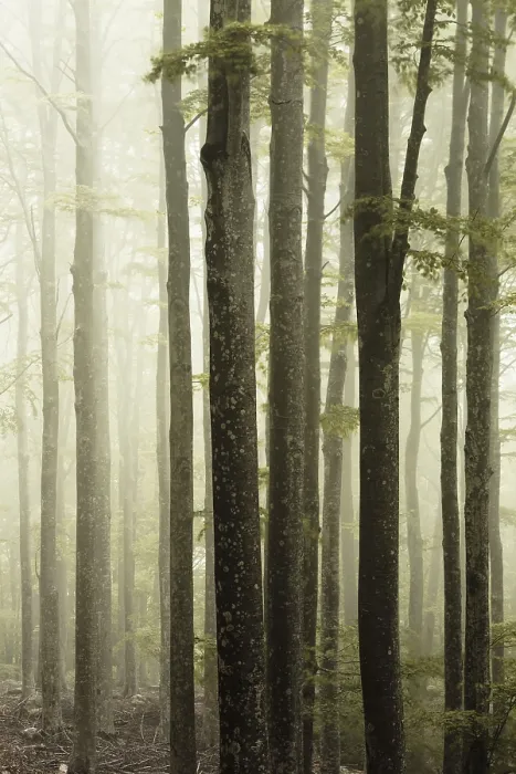Gerahmter Druck : Dampf im Wald in warmem Licht. Gerahmter Druck : Dampf im Wald in warmem Licht.