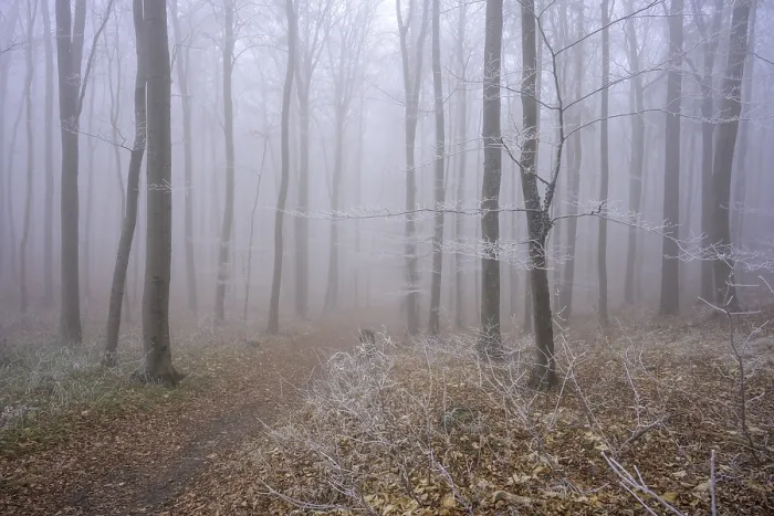 Gerahmter Druck : Dampf und Rauhreif im Wald. Gerahmter Druck : Dampf und Rauhreif im Wald.