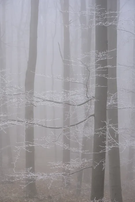 Gerahmter Druck : Dampf und Eisbrillen im Wald. Gerahmter Druck : Dampf und Eisbrillen im Wald.