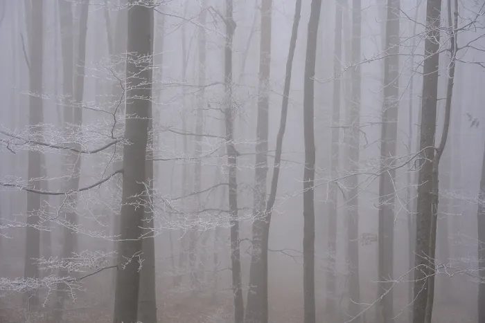 Gerahmter Druck : Dampf und Eisrauch im Wald. Gerahmter Druck : Dampf und Eisrauch im Wald.